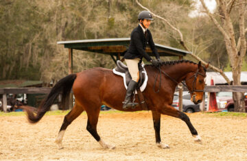 Lalo-Warmblood-Gelding