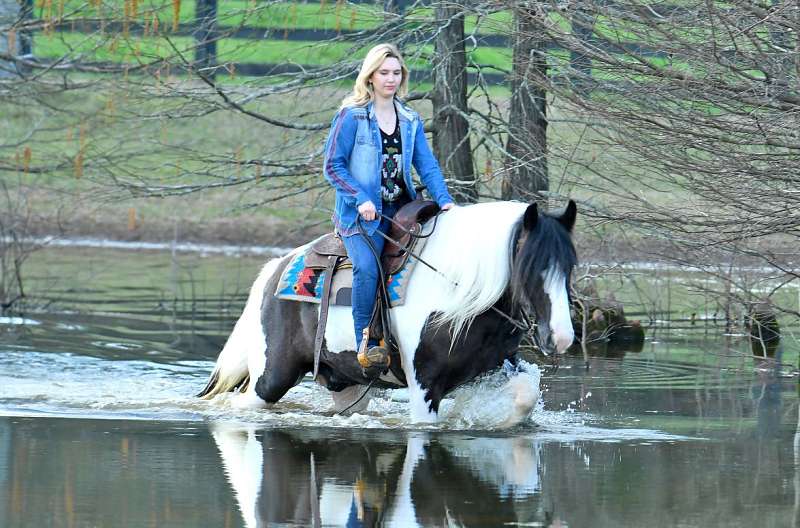Lighter-Gypsy-Vanner-Gelding8