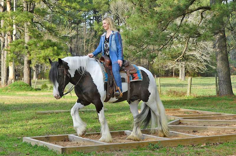 Lighter-Gypsy-Vanner-Gelding9-1