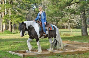 Lighter-Gypsy-Vanner-Gelding9