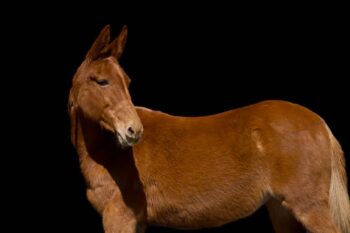 Lilly-Quarter-Mare-1