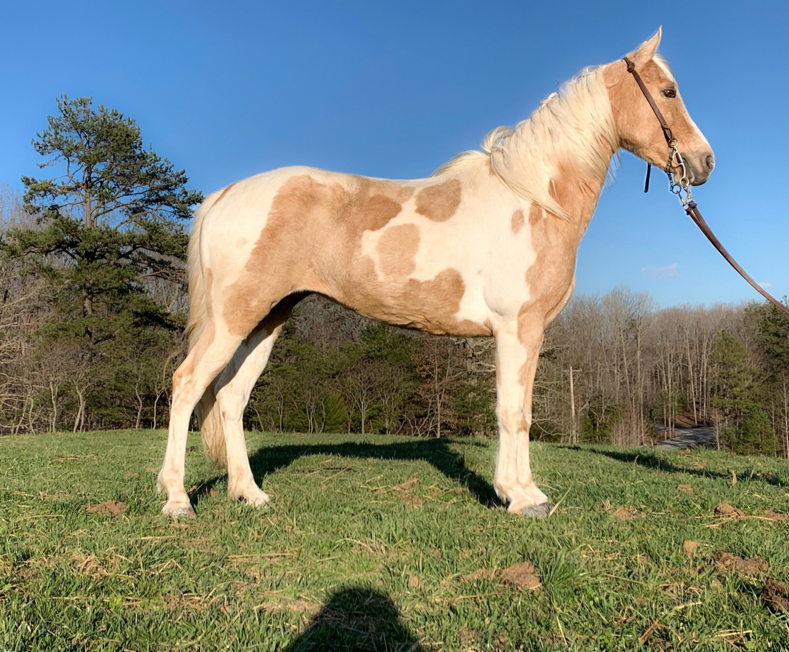 Lily-Kentucky-Mountain-Mare