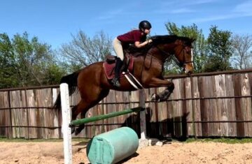 Lincoln-Thoroughbred-Gelding