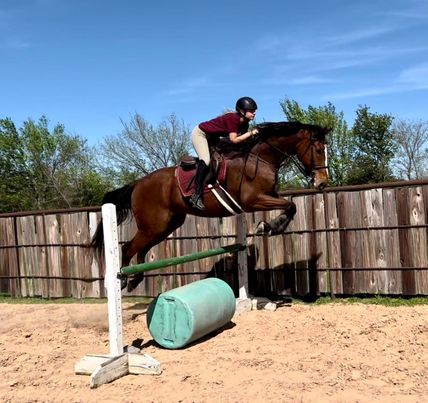Lincoln-Thoroughbred-Gelding