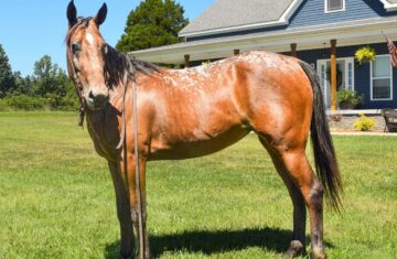 Little-Lucy-Tennessee-Walking-Mare