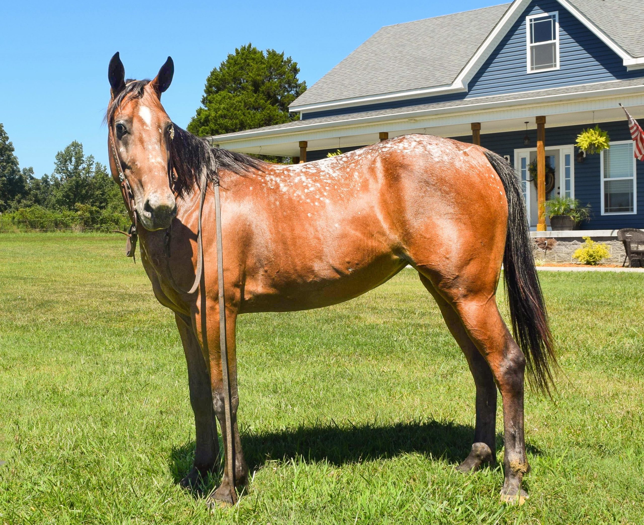 Little-Lucy-Tennessee-Walking-Mare