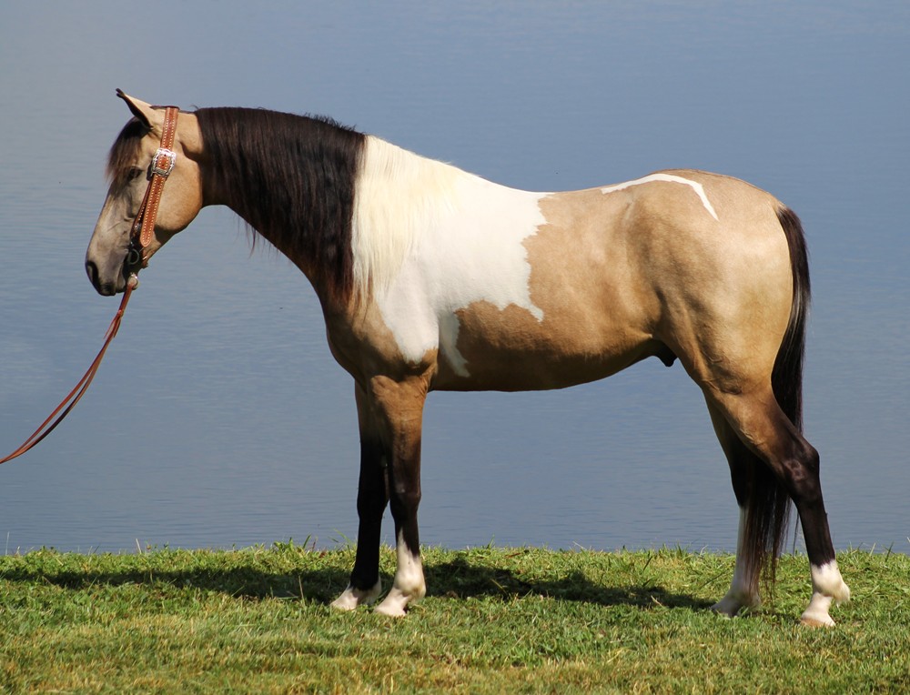 Loading-My-Buckshot-Saddlebred-Gelding