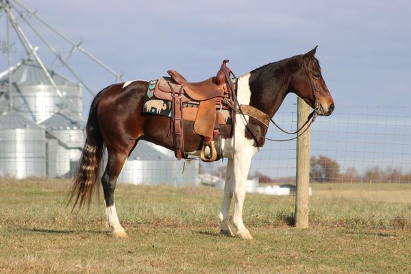 Lzzy-Tennessee-Walking-Mare