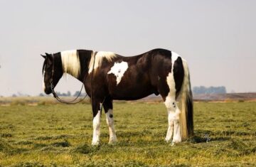 Mack-Gypsy-Vanner-Gelding