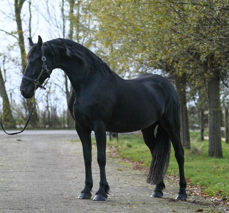 Maliker-Friesian-Mare15