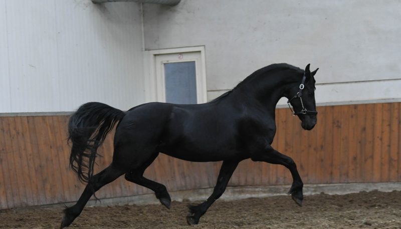 Maliker-Friesian-Mare16