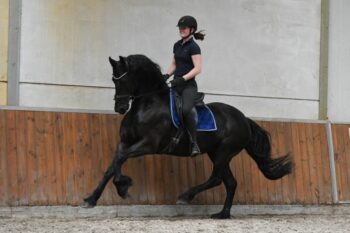 Maliker-Friesian-Mare22