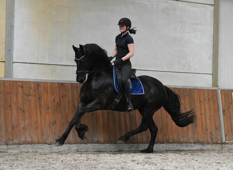 Maliker-Friesian-Mare22