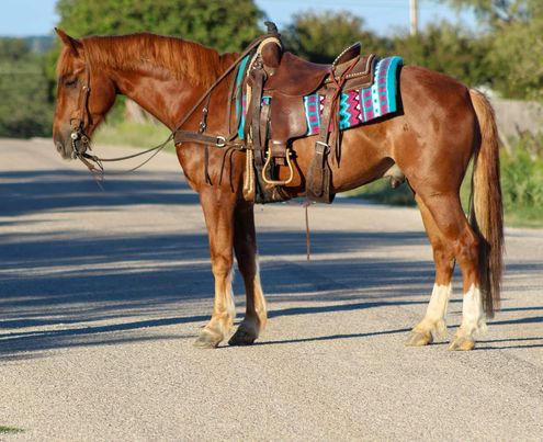 Manny-Mustang-Gelding