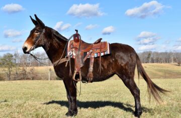 Mavis-Mule-Mare