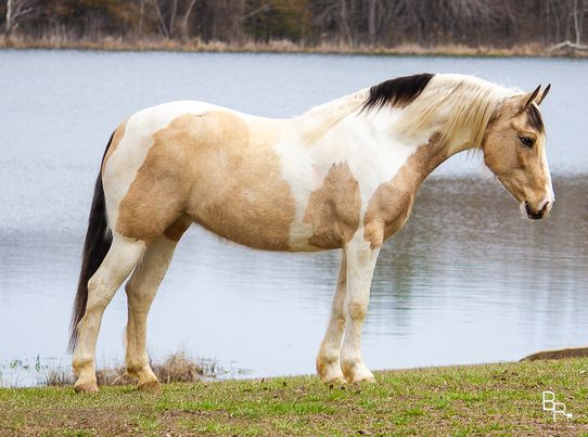 Medina-Gypsy-Vanner-Mare