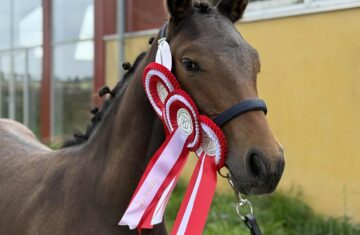 Messenger_creation_D4BCF3BC-8A6C-44D4-96A5-012E379841FC