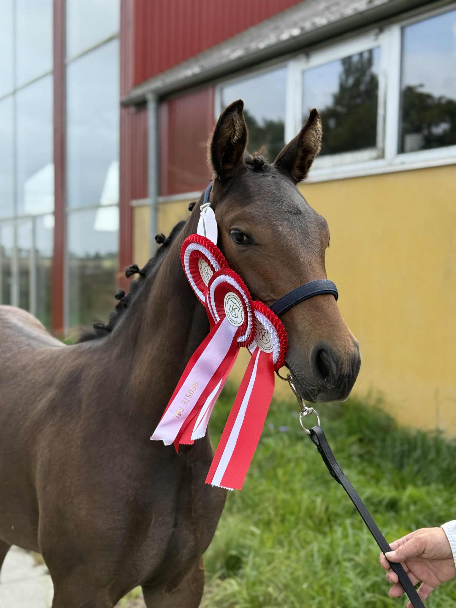Dressage bred graded Knabstrupper filly