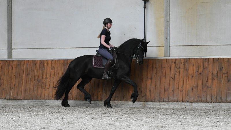 Milike-Friesian-Mare
