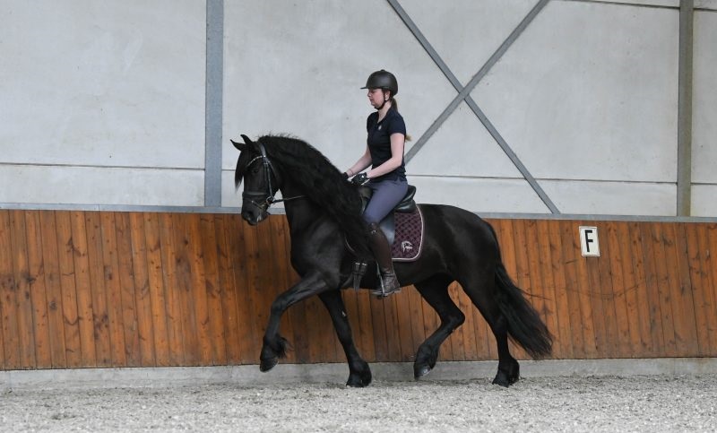 Milike-Friesian-Mare3