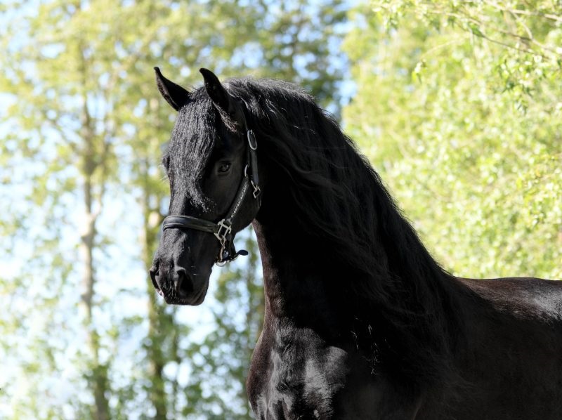 Milike-Friesian-Mare4