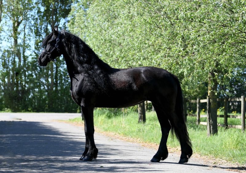 Milike-Friesian-Mare7-1