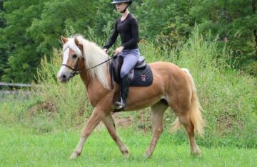Minnie-Haflinger-Mare