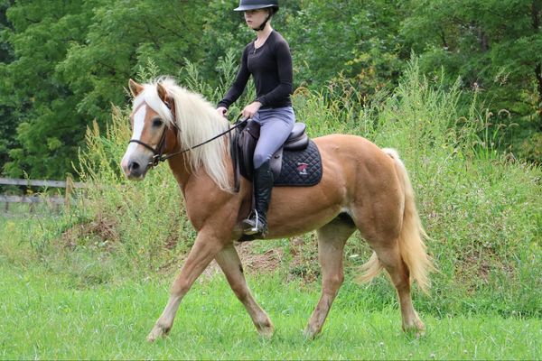 Minnie-Haflinger-Mare