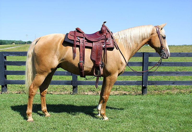 Moonshine-Kentucky-Mountain-Gelding
