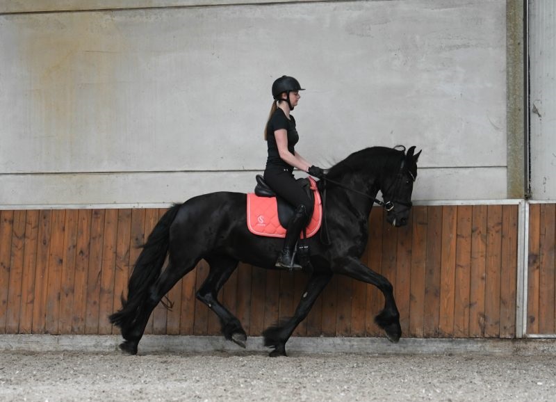 Morning-Sun-Friesian-Mare