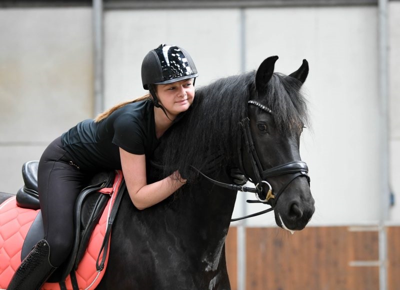 Morning-Sun-Friesian-Mare21