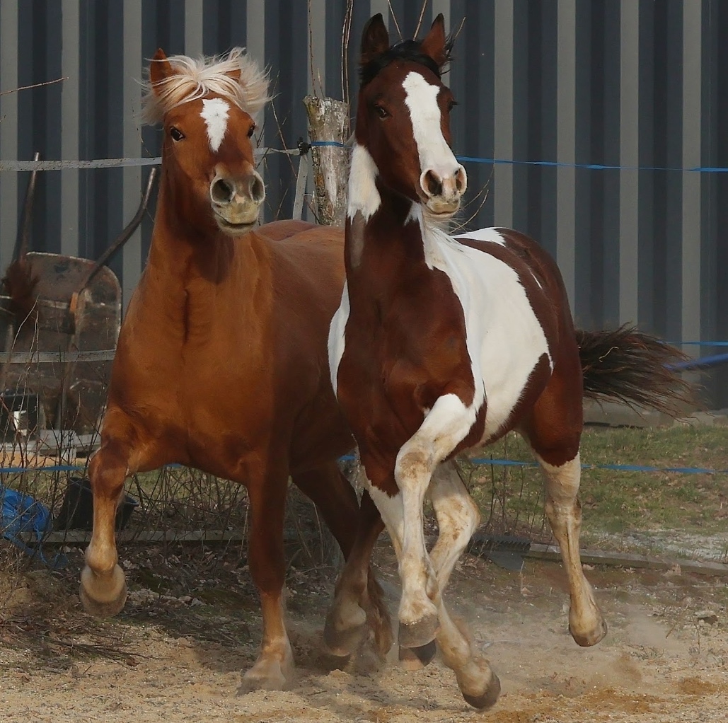 Excellent moving 1y gelding
