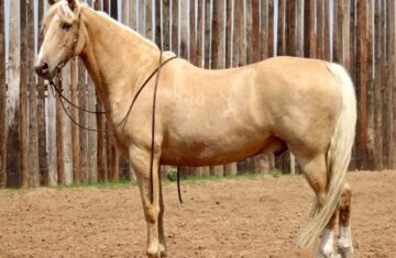 Mr.-Winkles-Tennessee-Walking-Gelding