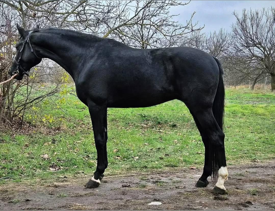 Next Level – modern KWPN stallion