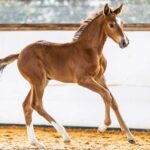 Oaks-Sport-Horses