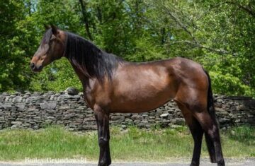 Ocho-Andalusian-Mare