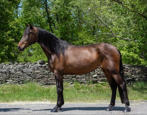 Ocho-Andalusian-Mare