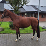 Online-horse