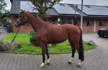 Online-horse