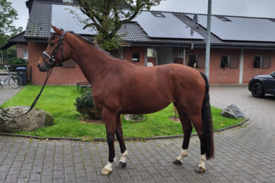 Online-horse