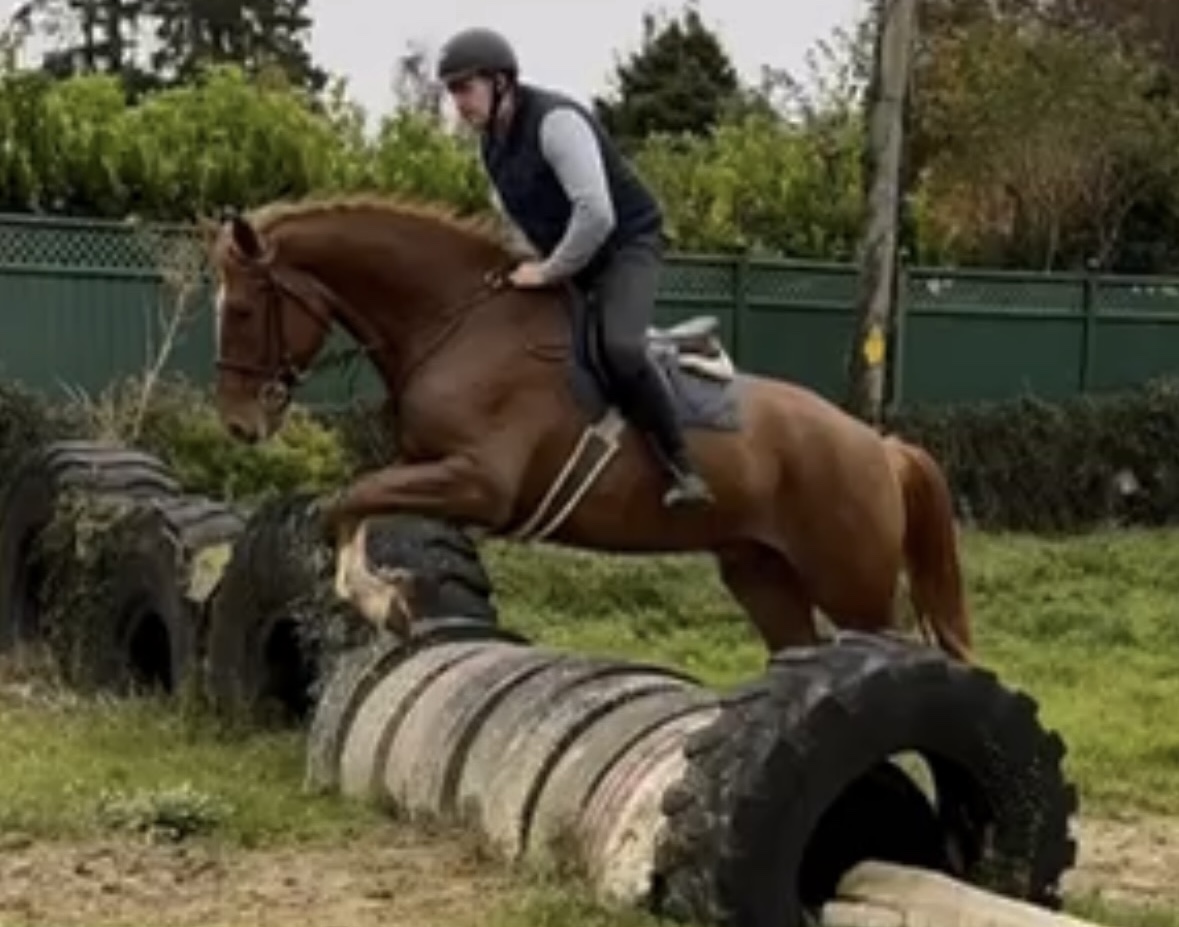 Oscar-4-year-old-Irish-Draught-gelding-Ireland