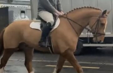 Oscar-4-year-old-Irish-Draught-gelding-in-Ireland