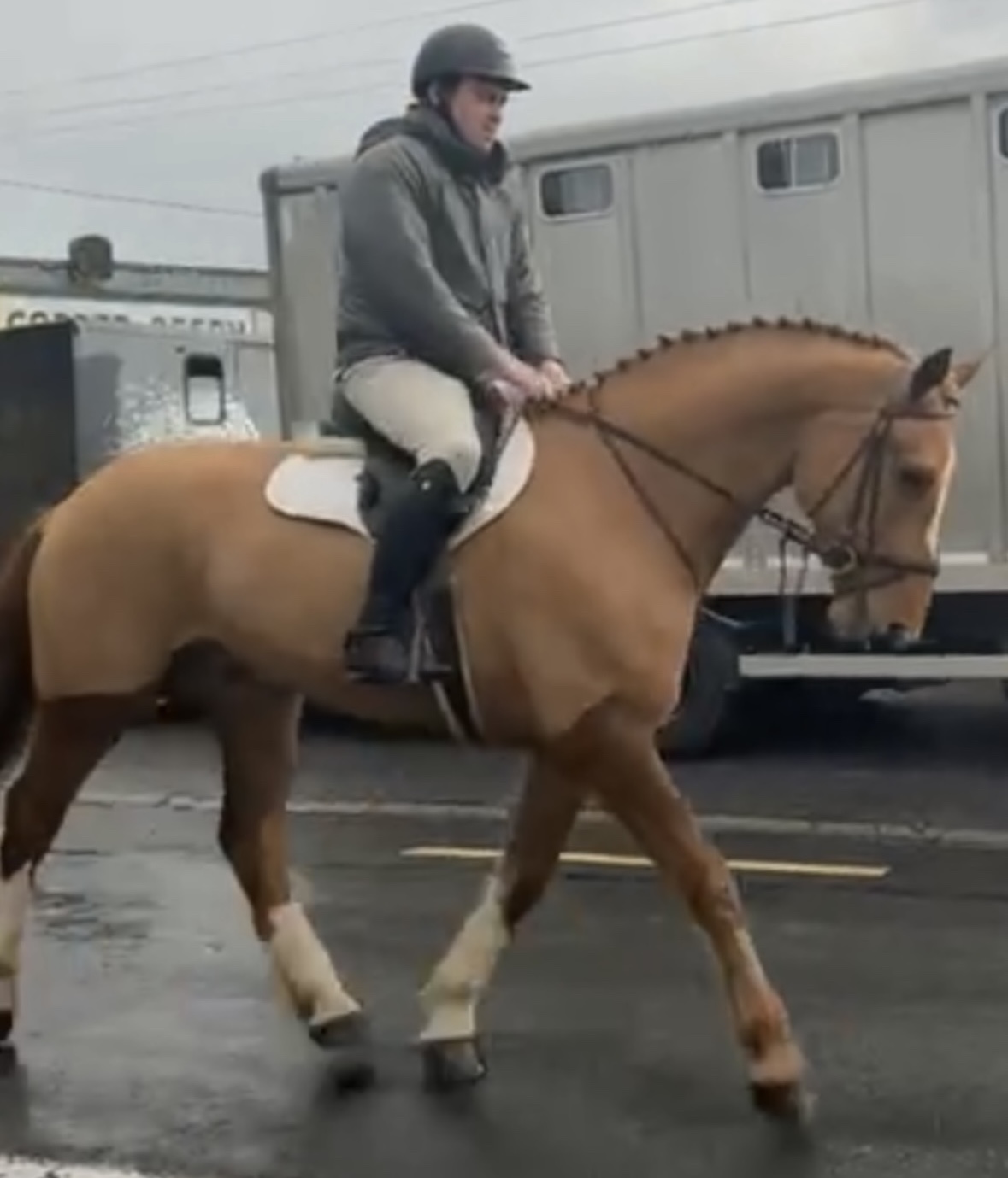 Oscar 4 year old Irish Draught gelding