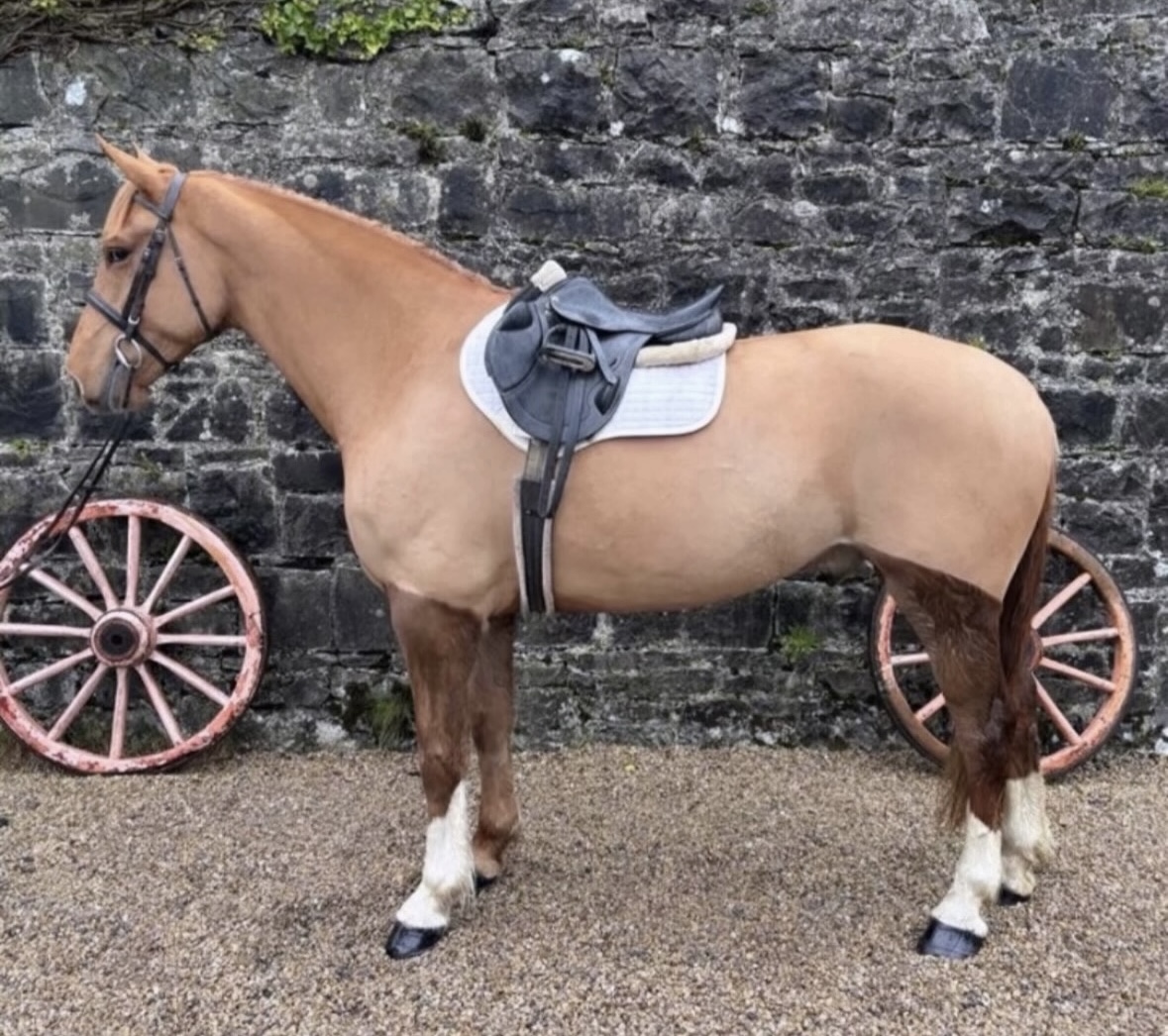 Oscar-4-year-old-Irish-Draught-gelding