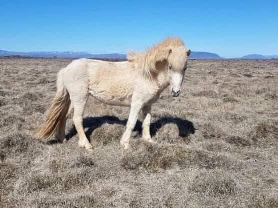 Stunning Isabell-Pinto Mare