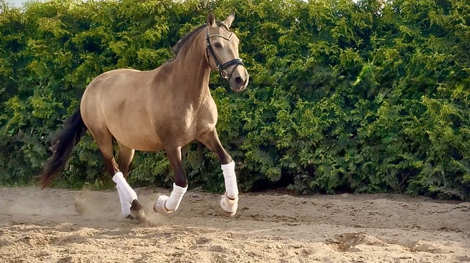 PRE-licensed-mare