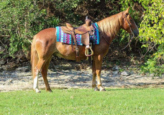 Pac-Man-Mustang-Gelding