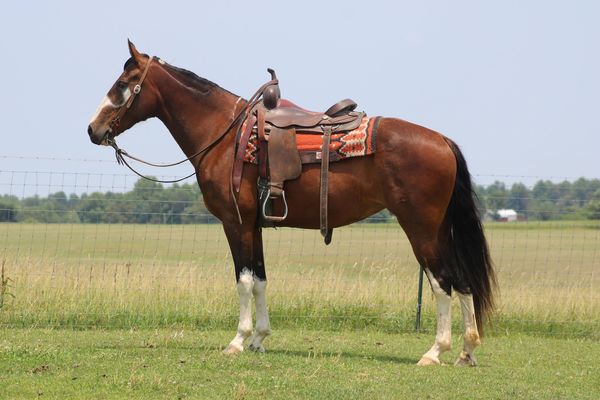 Paisley-Tennessee-Walking-Mare