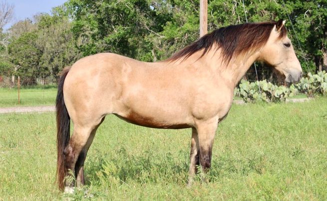 Peaches-Mustang-Mare