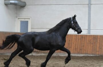 Pildebras-Friesian-Stallion4-1